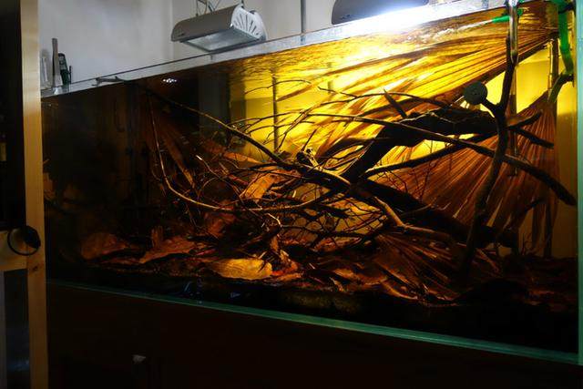150cm南美風格原生缸 沉浸式自然景觀與頂尖器材搭配指南